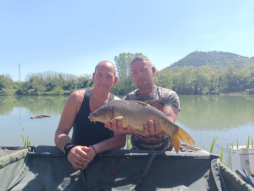 Carpa Regina