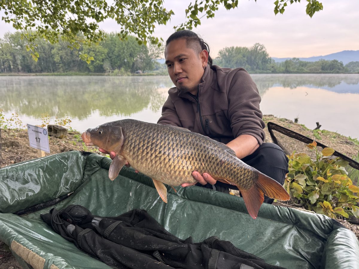 Carpa Regina
