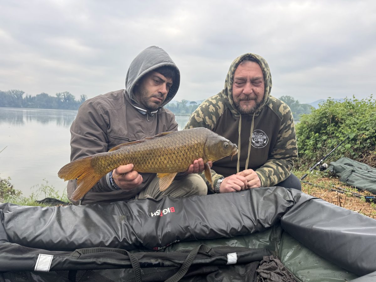 Carpa Regina