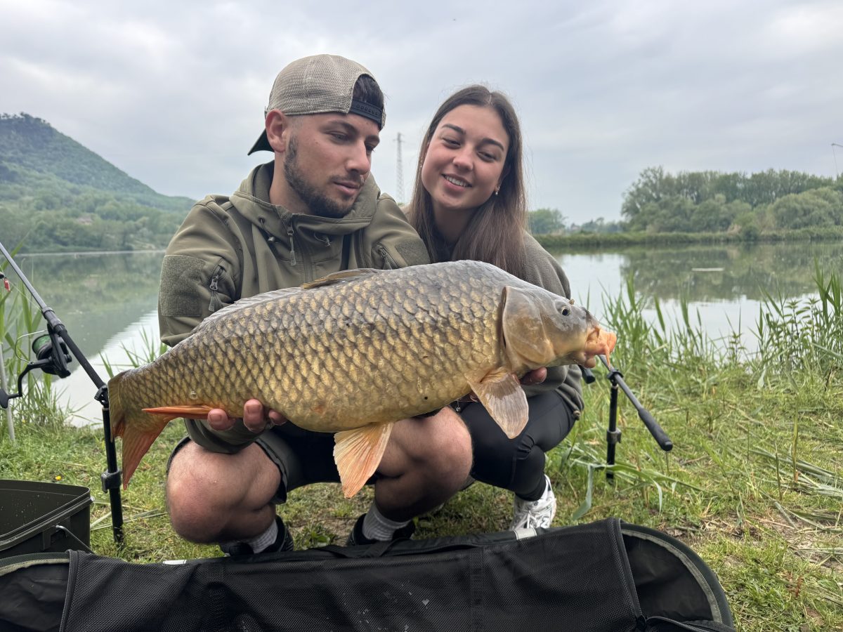 Carpa Regina
